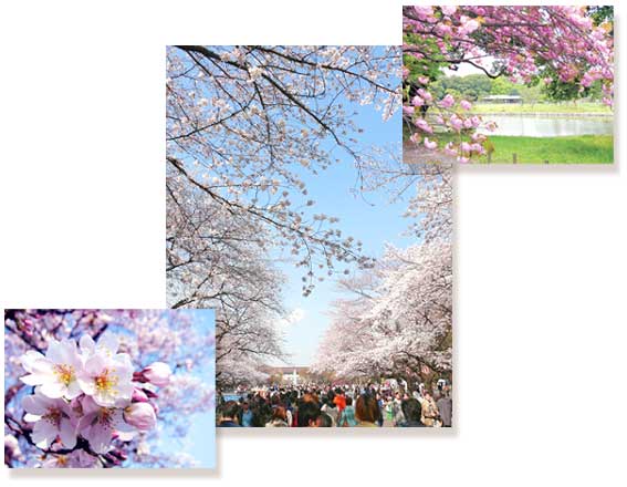 写真◇右上：浜離宮恩賜庭園、中央：上野恩賜公園、左下：武蔵国分寺公園