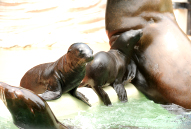 上野動物園カリフォルニアアシカ「かえ」と「チャップ」イメージ