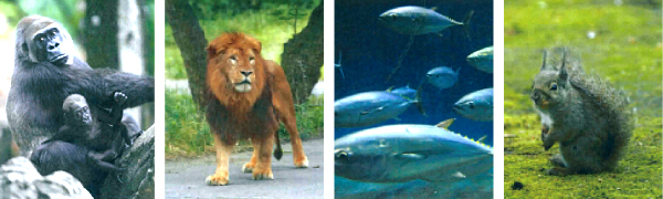 恩賜上野動物園、多摩動物園、火災臨海水族館、井の頭自然文化園