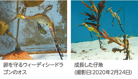 左：卵を守るウィーディシードラゴンのオス、右：成長した仔魚(撮影日：2020年2月24日)
