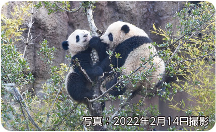 ジャイアントパンダの双子　写真2022年2月14日撮影