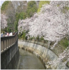 妙正寺川の写真