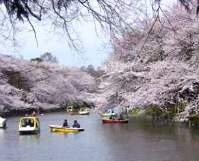 池の桜の写真