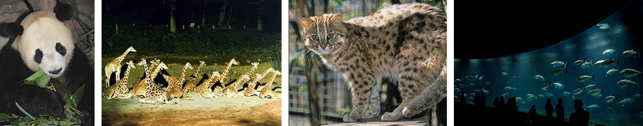 画像左から　パンダ、キリンの群れ、猫、水族館の写真