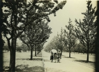 昭和１０年頃の絵画館前イチョウ並木の写真