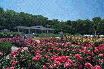 Rose Garden, Jindai Botanical Gardens