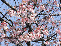 寒桜の画像
