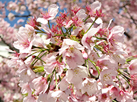 大寒桜の画像