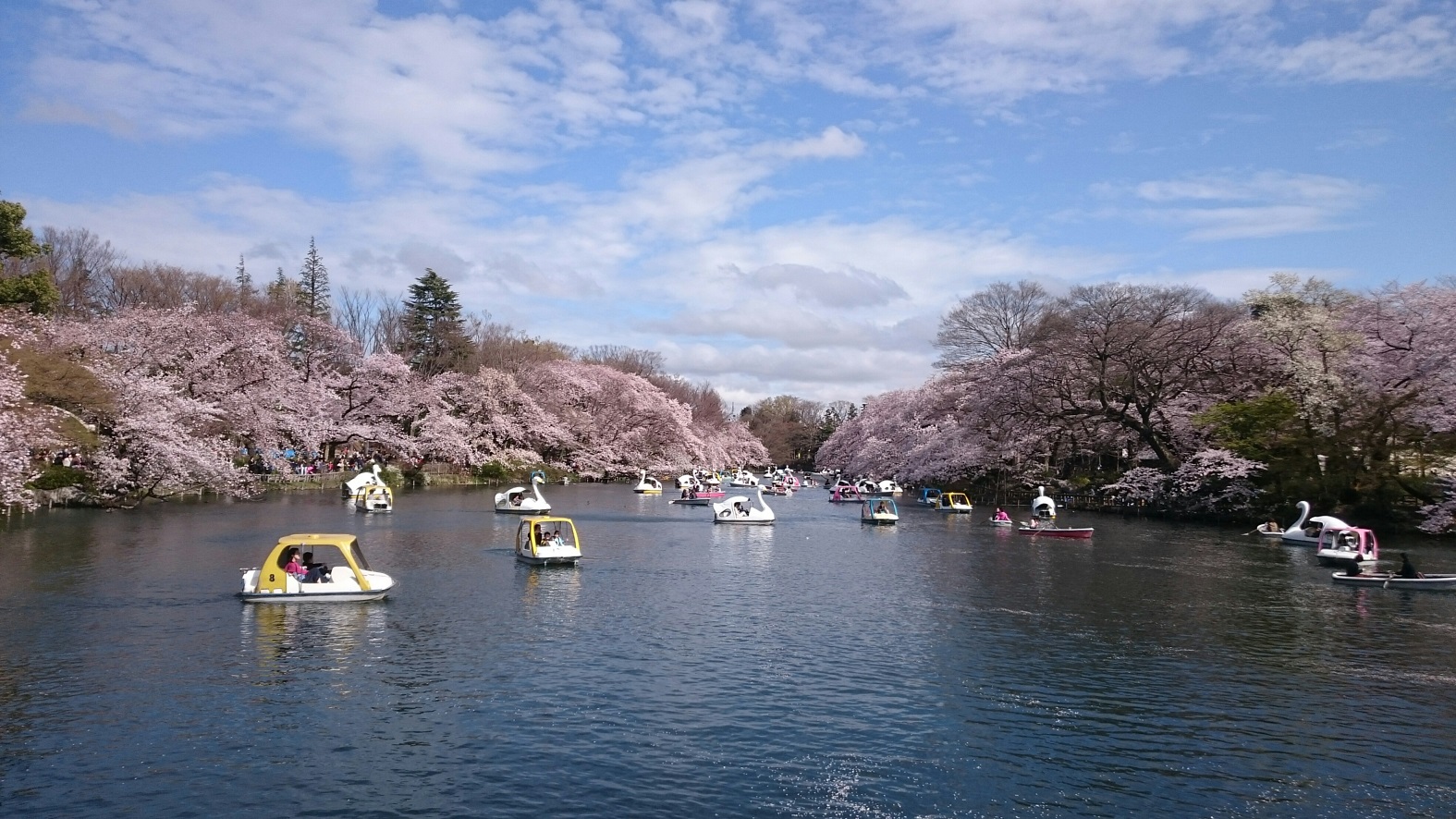 井の頭池と桜の画像