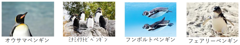 オウサマペンギン、ミナミイワトビペンギン、フンボルトペンギン、フェアリーペンギン