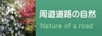 周遊道路の自然