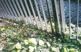 千代田区飯田町土地区画整理事業の際に植えられたコバノランタナの写真2