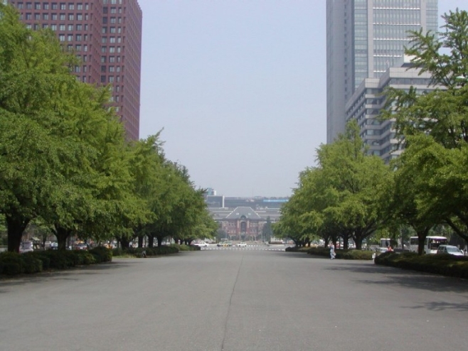 行幸通りのイチョウ並木の写真