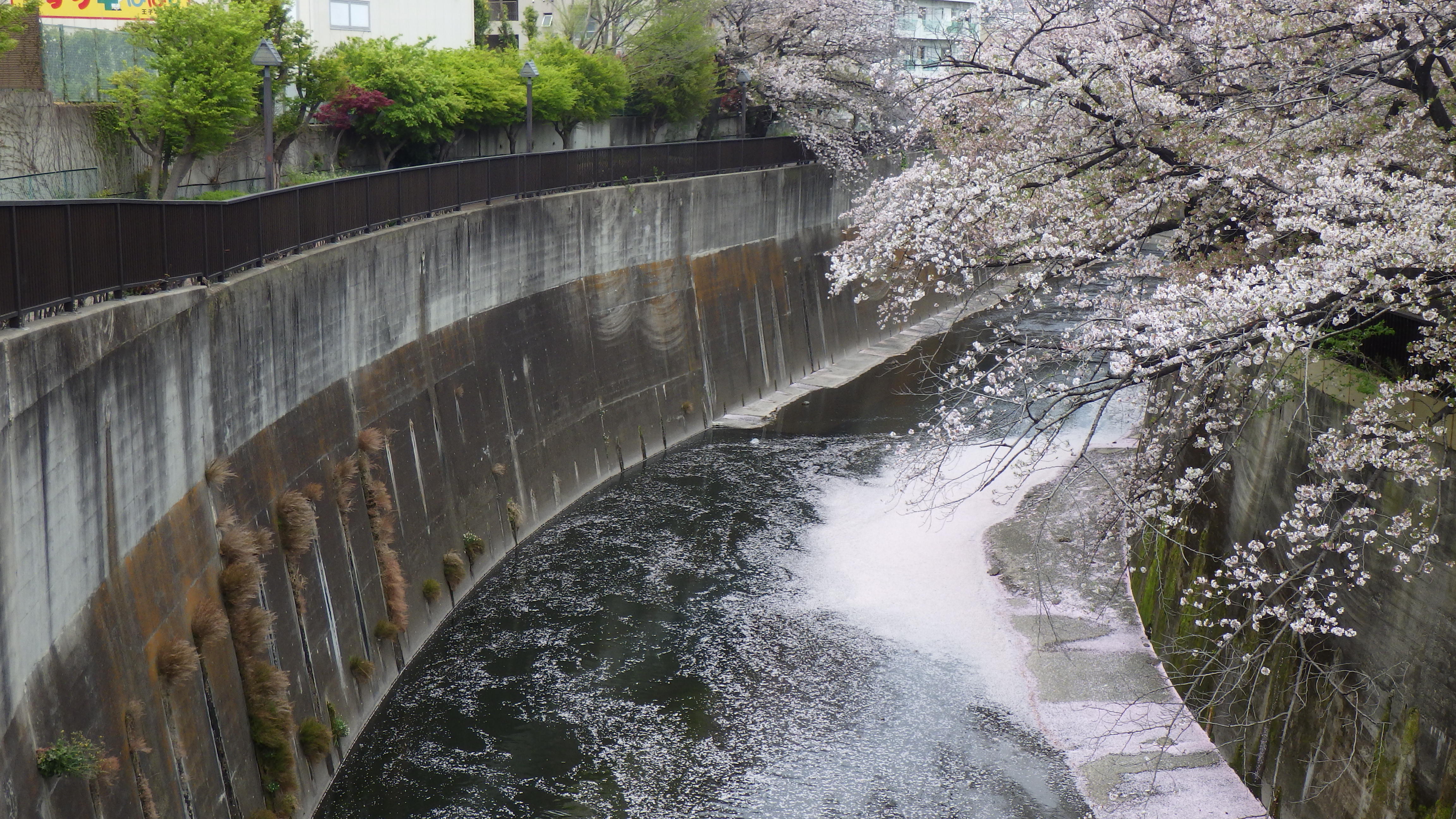 石神井川の画像