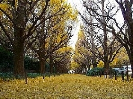 写真　絵画館前（歩道の落ち葉）
