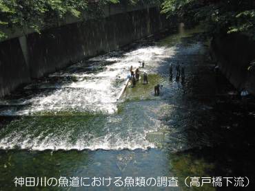神田川の魚道における魚類の調査（高戸橋下流）の画像