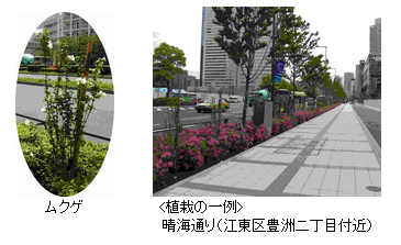 ムクゲ・<植栽の一例>晴海通り（江東区豊洲二丁目付近）