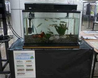 川に住む魚の展示