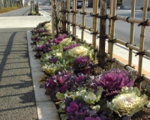 こんな活動をしています。　１１月の活動後の植樹帯の写真