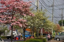 道路の緑化の写真