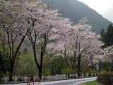 桜（ソメイヨシノ）
