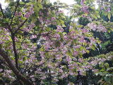 桜（八重桜）