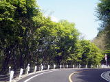 新緑の周遊道路