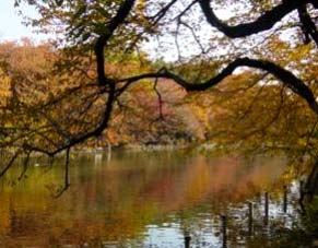 紅葉の写真