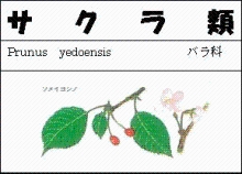 サクラ類のイラスト図