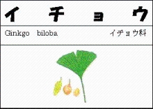 イチョウのイラスト図