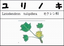 ユリノキのイラスト図