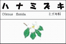 ハナミズキのイラスト図