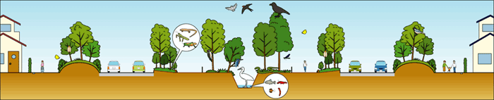 生物・生態系イラスト