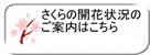 さくらの開花状況のご案内はこちら