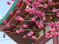 寒緋桜の画像