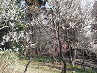 ウメの画像