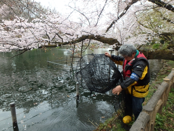 ザリガニ防除の様子