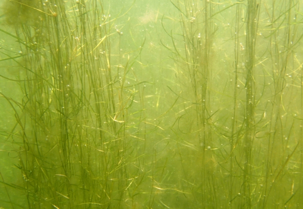 ボート池のツツイトモ群落の様子
