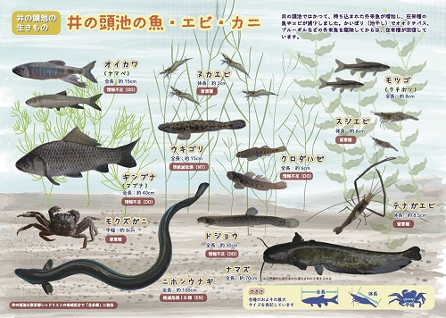  別ウィンドウで表示します
