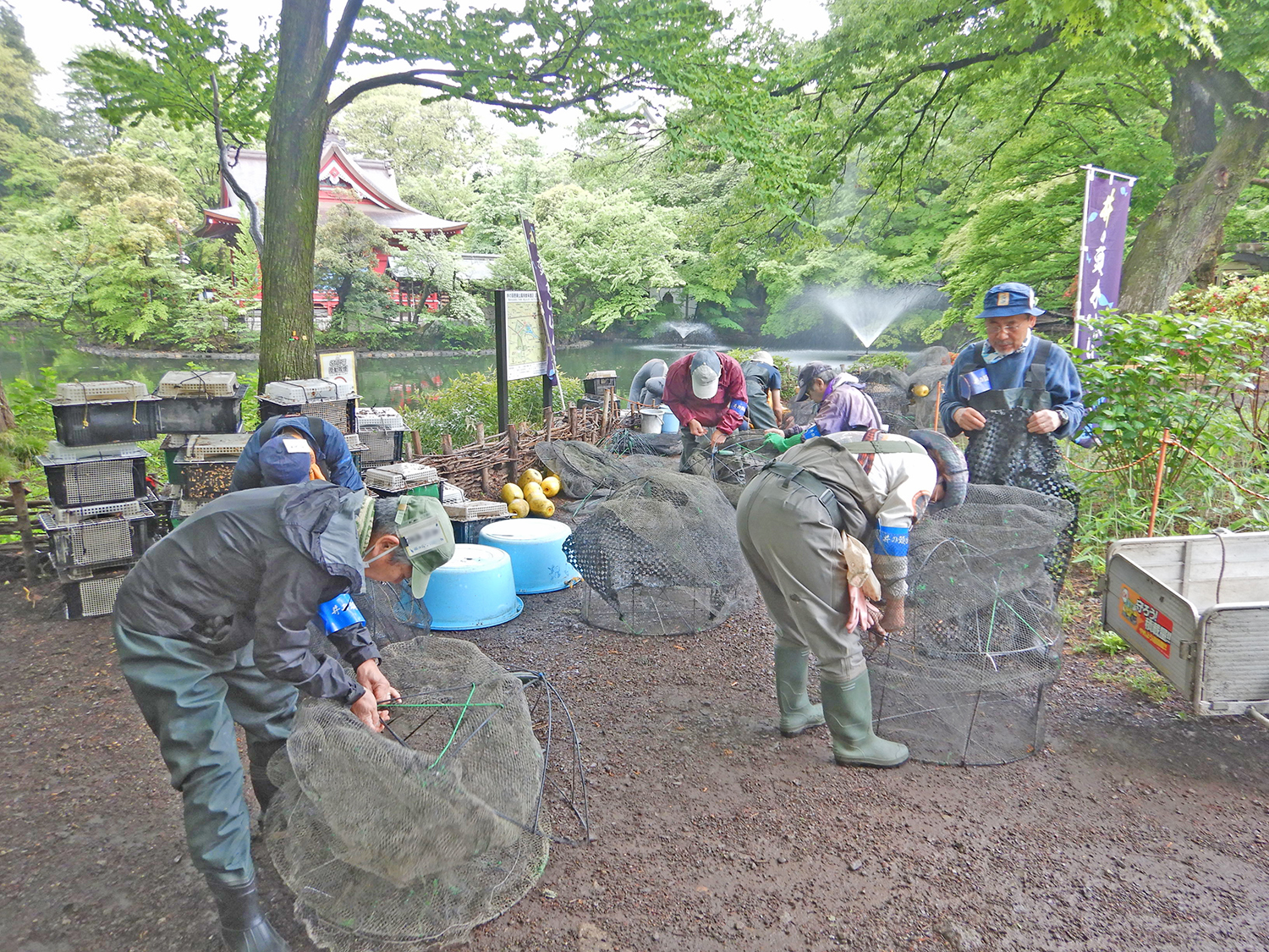 大量のワナを池に設置する様子