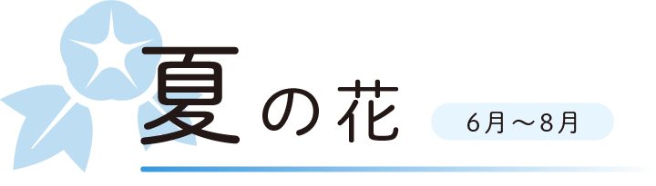 夏の花　6月から8月