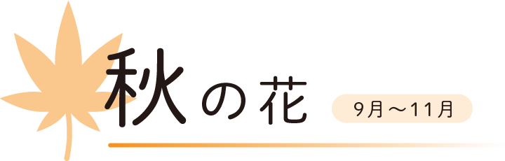 秋の花　9月から11月