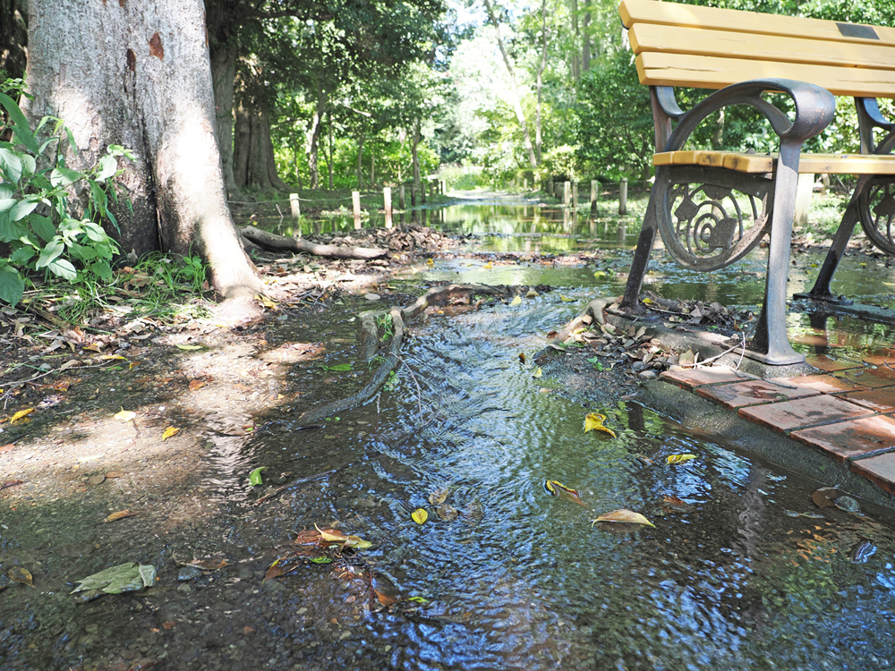 8月29日　園路に湧水が流れる様子 別ウィンドウで表示します