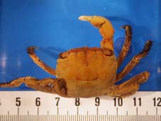 ベンケイガニの写真