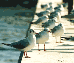ユリカモメの写真