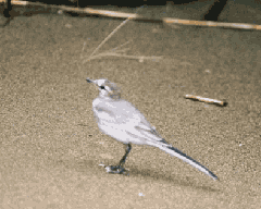 ハクセキレイの写真