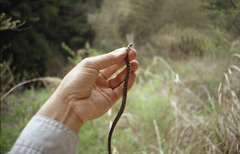 ヤマカガシの写真