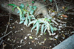 シロバナサクラタデの写真