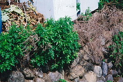 ヨモギの写真
