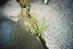 ウラギクの写真